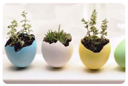 Eggshell Pots