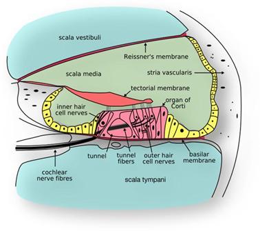 Cross-section of cochlea showing stria vascularis